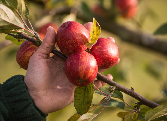 Whin Hill Norfolk Cider, Wells-next-the-Sea | Purchase Traditional Norfolk Cider, Perry & Apple Juice Online