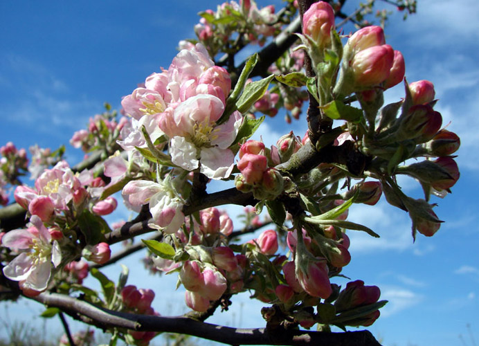 Whin Hill Norfolk Cider, Wells-next-the-Sea | Purchase Traditional Norfolk Cider, Perry & Apple Juice Online