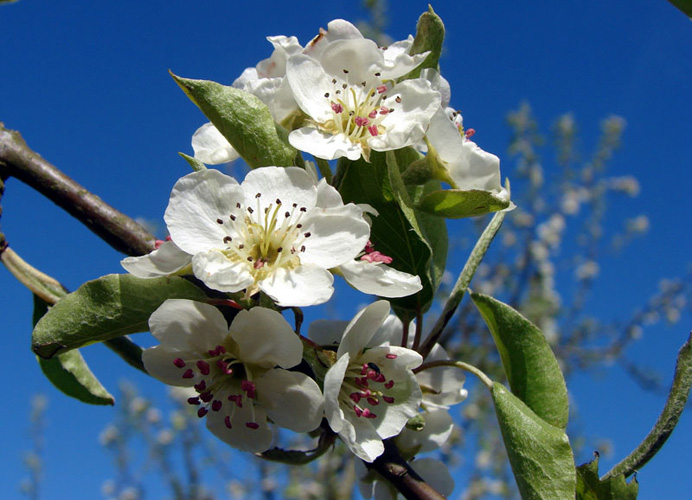 Whin Hill Norfolk Cider, Wells-next-the-Sea | Purchase Traditional Norfolk Cider, Perry & Apple Juice Online